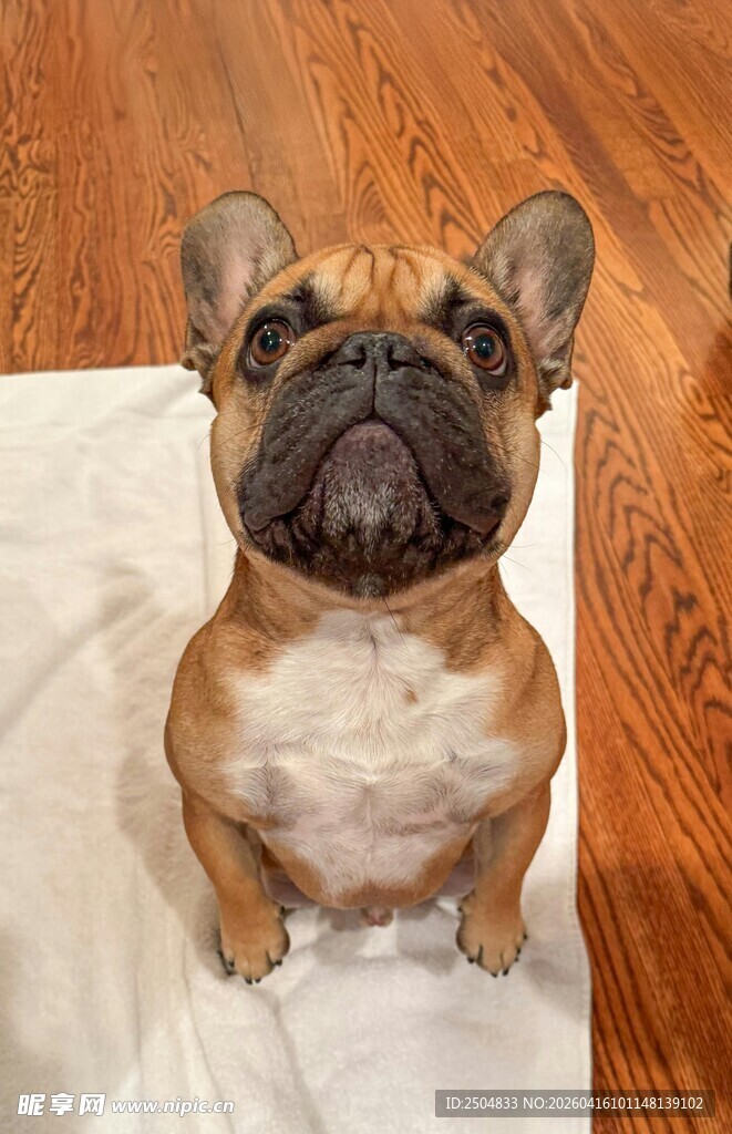 可爱法国斗牛犬乖巧坐姿