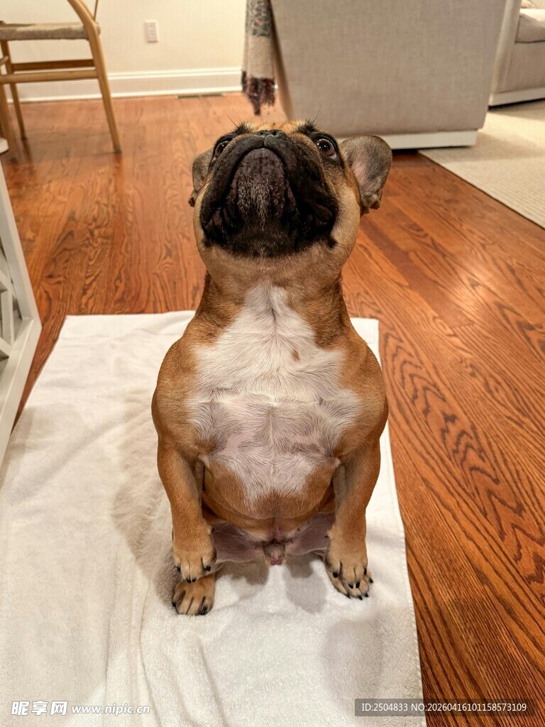 坐着的可爱斗牛犬