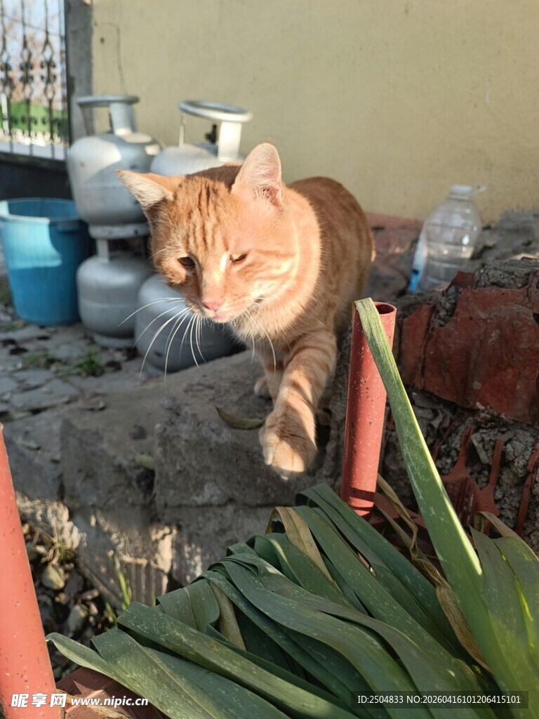 橘猫于绿植旁漫步