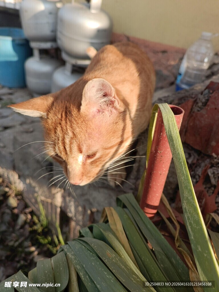 橘猫嗅闻绿植