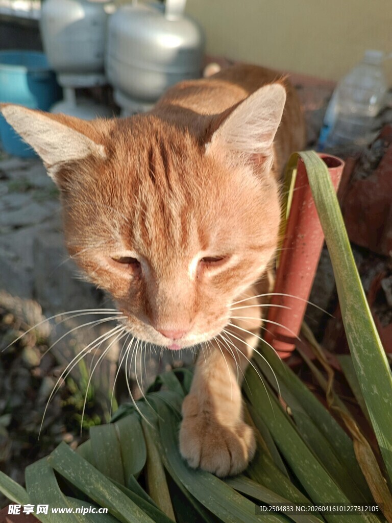 橘猫漫步绿植间