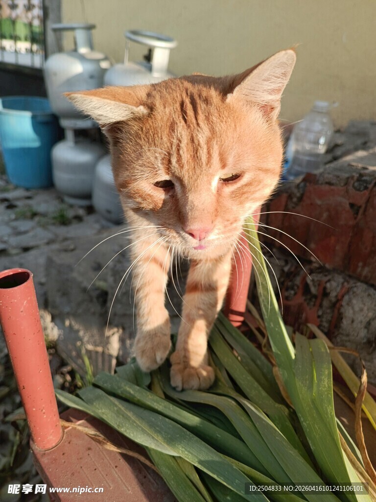 橘猫嗅闻绿植