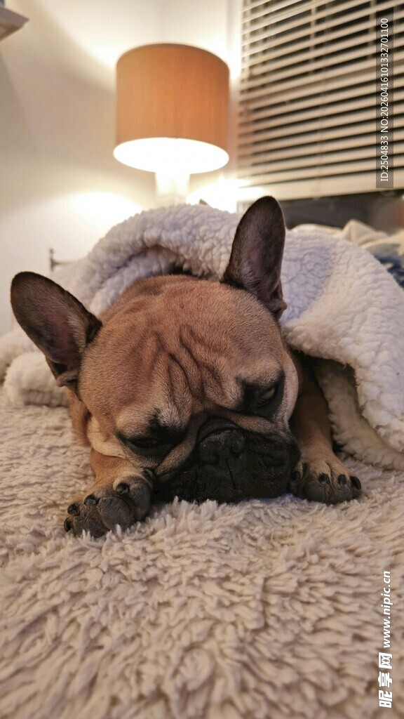法斗犬惬意趴卧在毛毯上