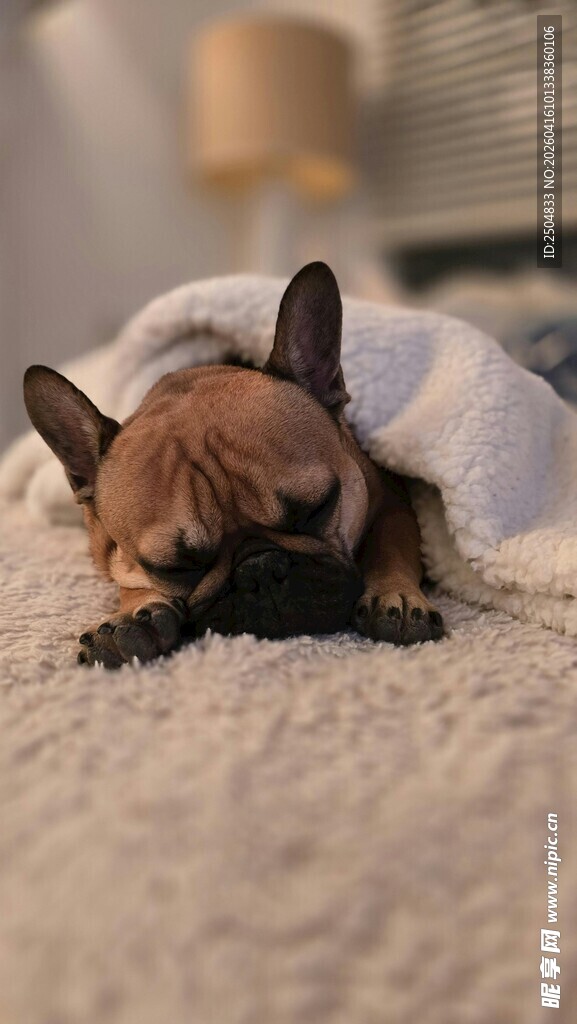 毛毯中酣睡的可爱狗狗