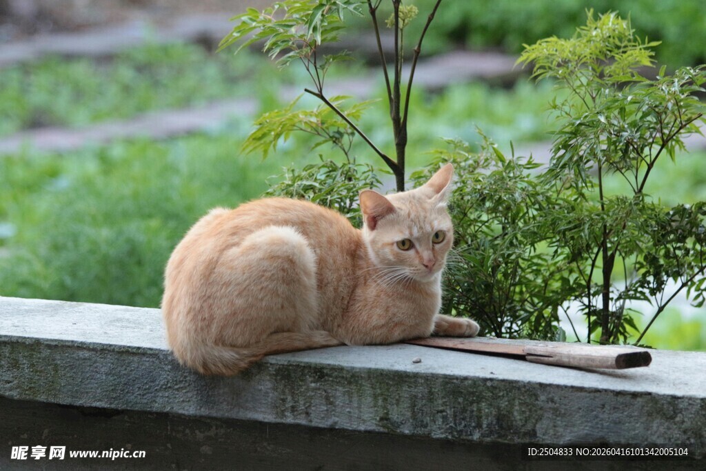 石台上休憩的橘色猫咪