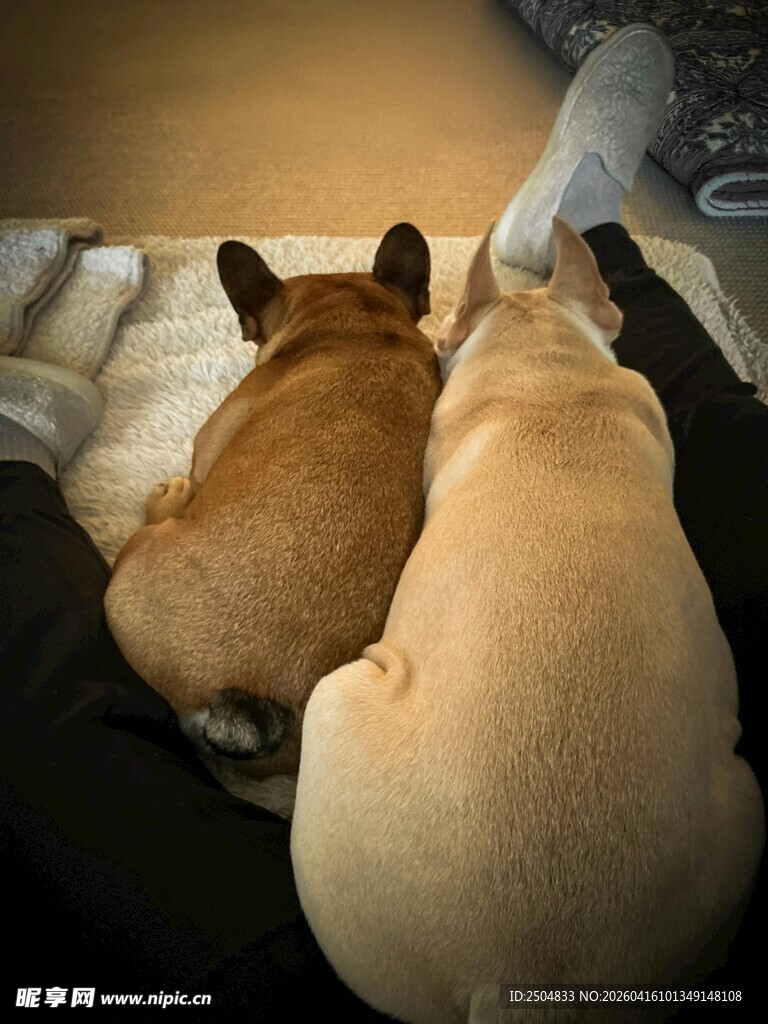 两只依偎的可爱法斗犬