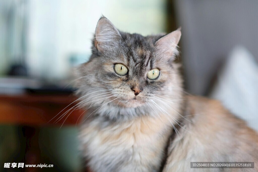 长毛猫咪的可爱瞬间