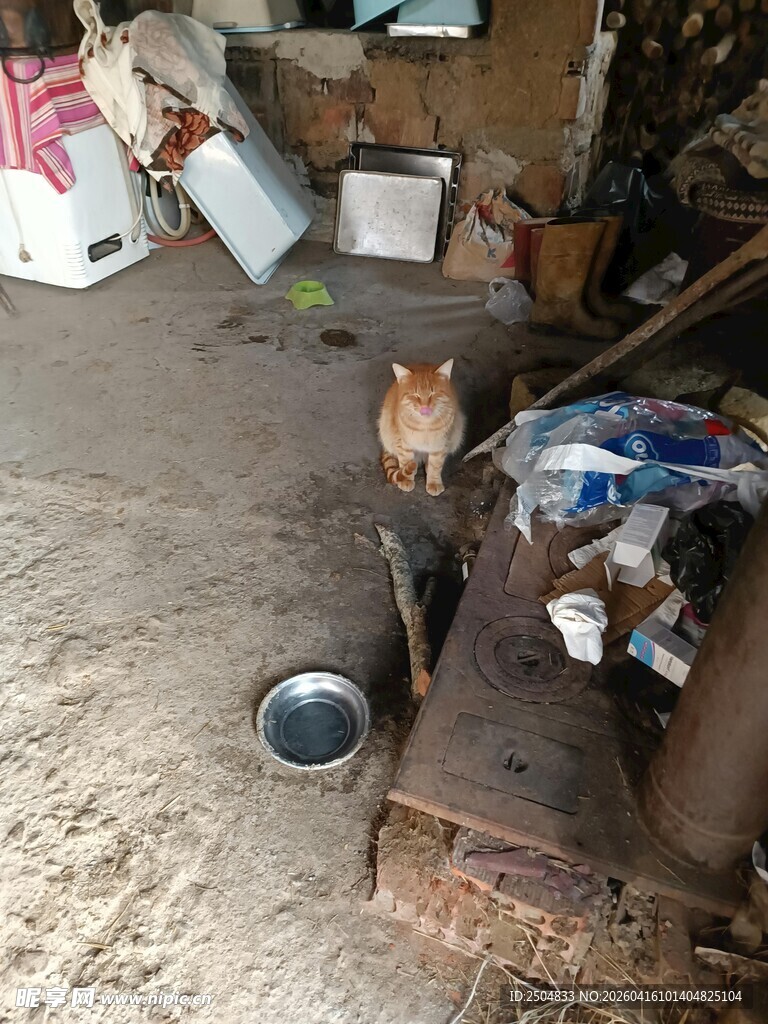 仓库中蹲坐的猫咪