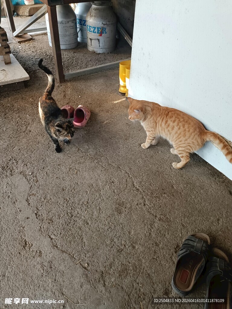 两只猫咪在室内互动