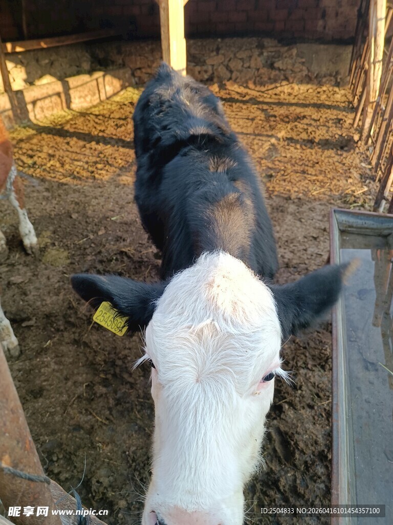 牛棚中的黑白花色小牛