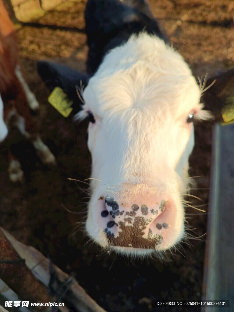 可爱小牛特写