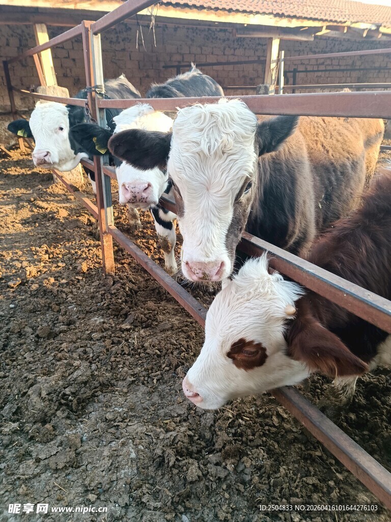 农场里的可爱小牛