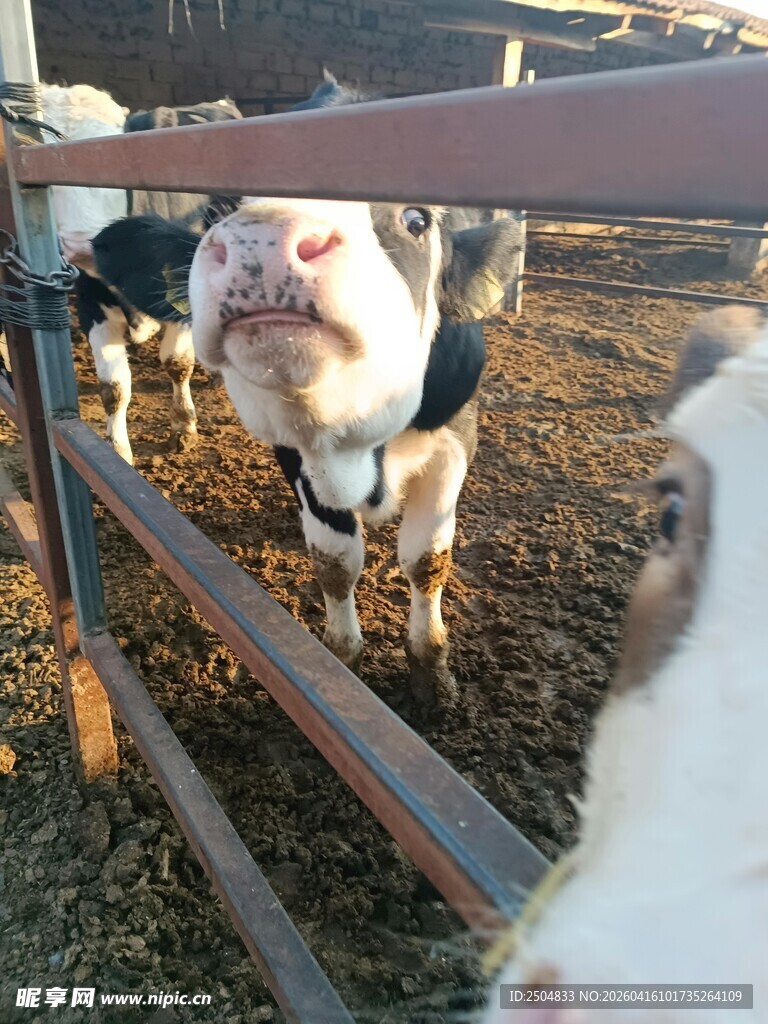 围栏里的可爱小猪