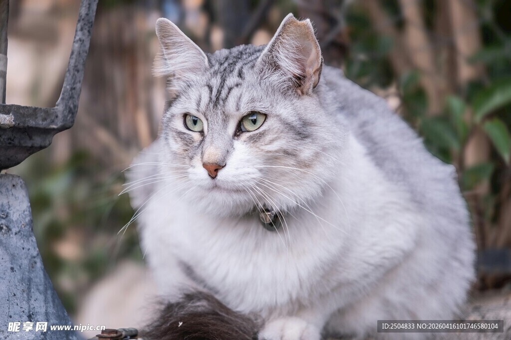 灰白猫咪静卧户外