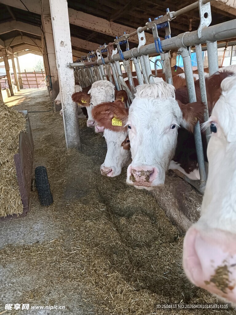 奶牛场内进食的奶牛