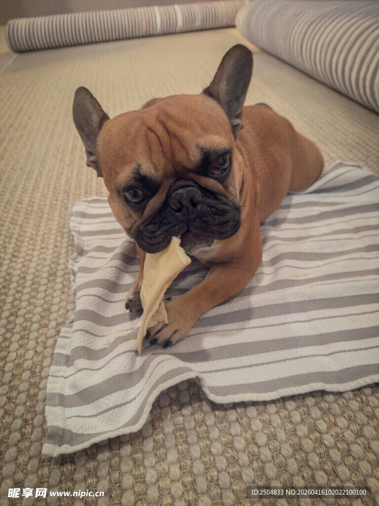 趴着啃骨头的法国斗牛犬