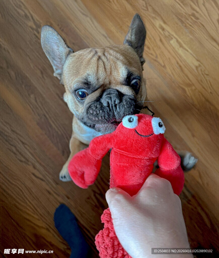 人与法斗玩红色毛绒玩具