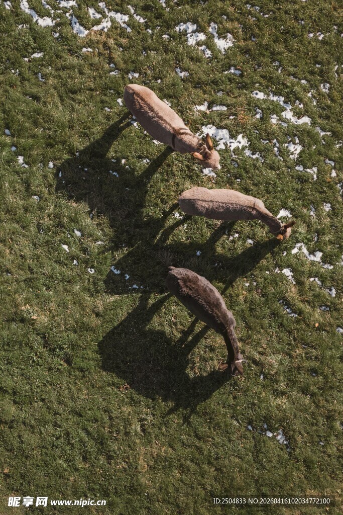 草原上低头吃草的几只羊