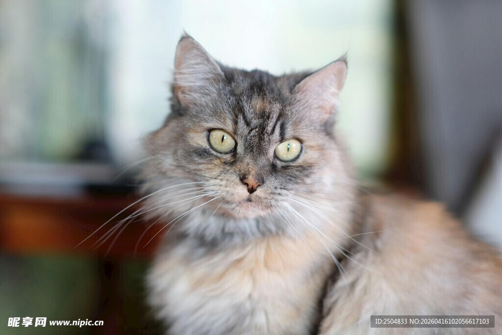 长毛猫咪眼神灵动