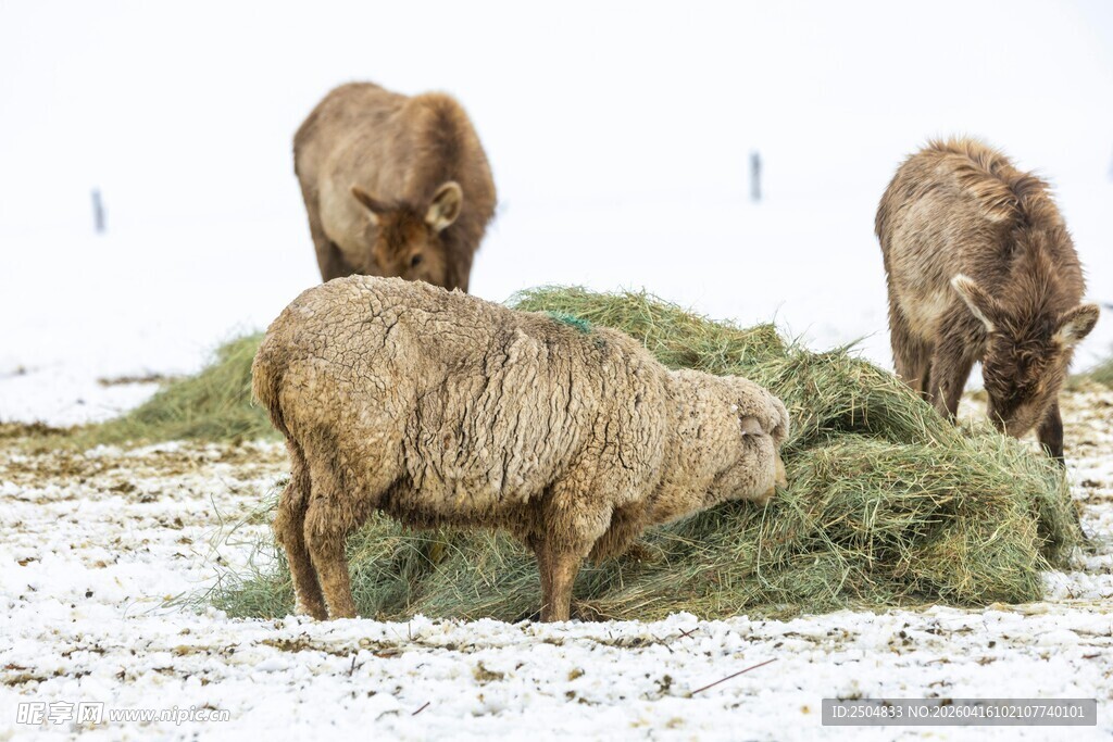 雪地中吃草的几头绵羊