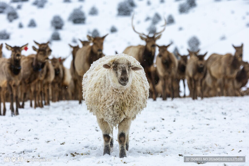 雪地中独羊与群鹿的画面