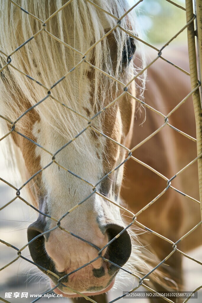 栅栏后的马