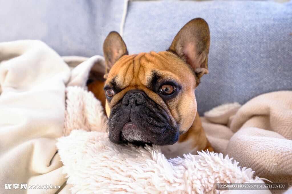 慵懒法斗惬意躺毛绒毯上