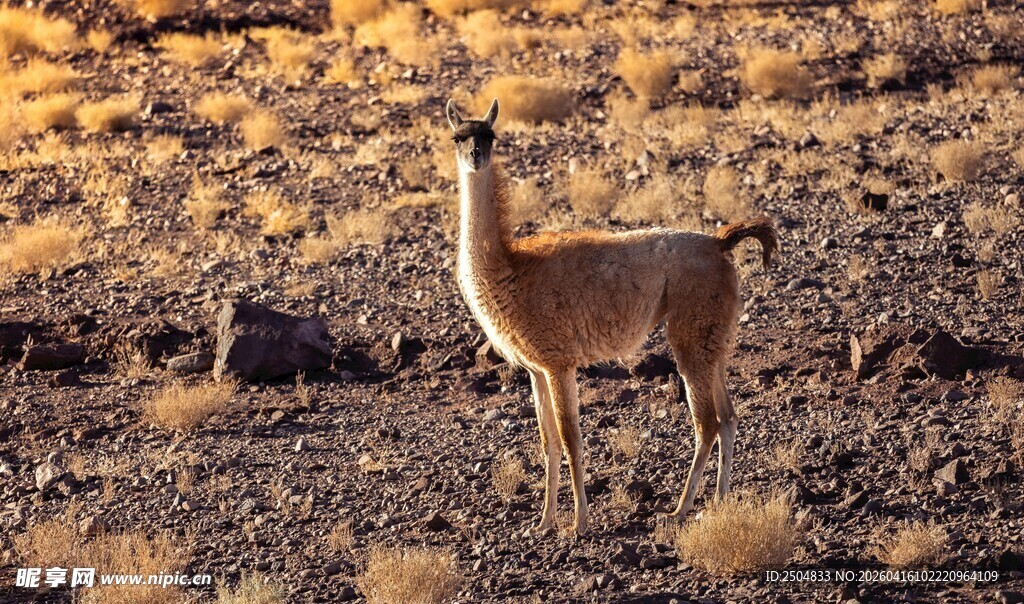 荒野中的可爱骆马