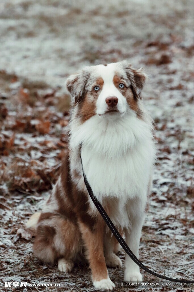 棕白边牧被拴坐于户外