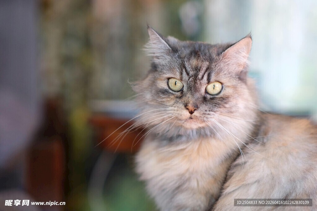 长毛猫咪睁大眼睛看镜头