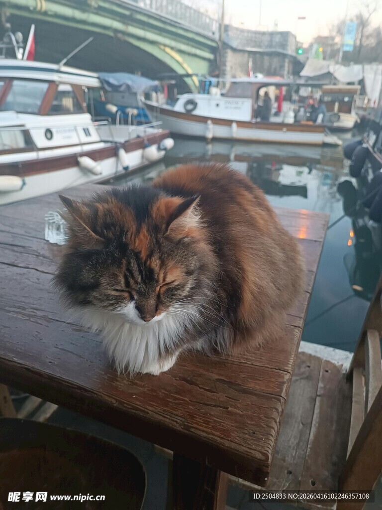 木桌上的长毛猫咪
