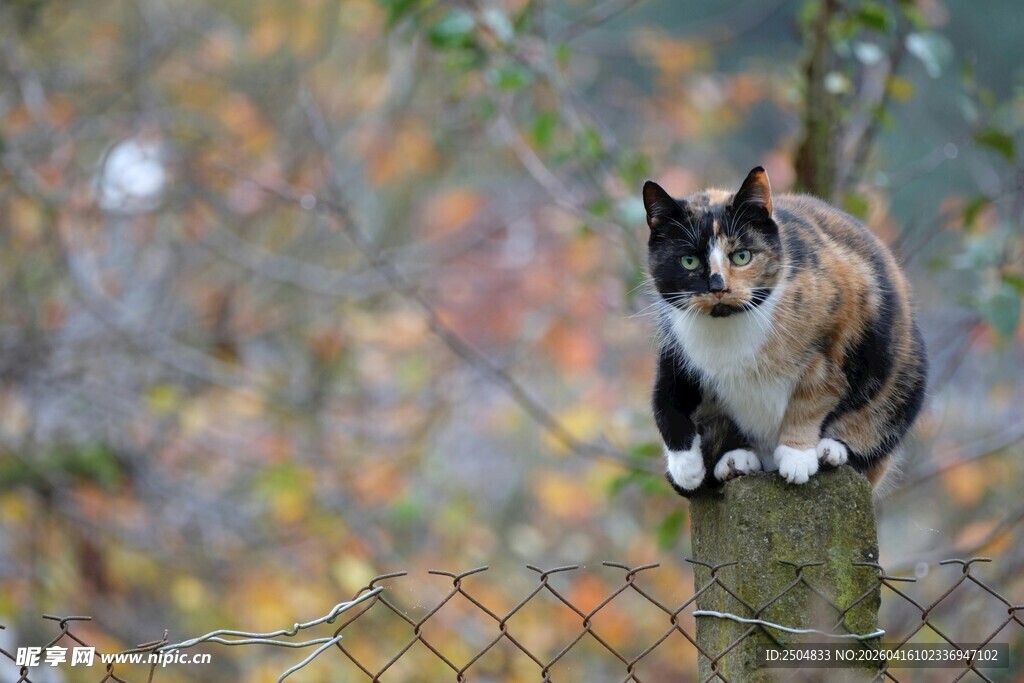 三色猫立于木桩赏秋景