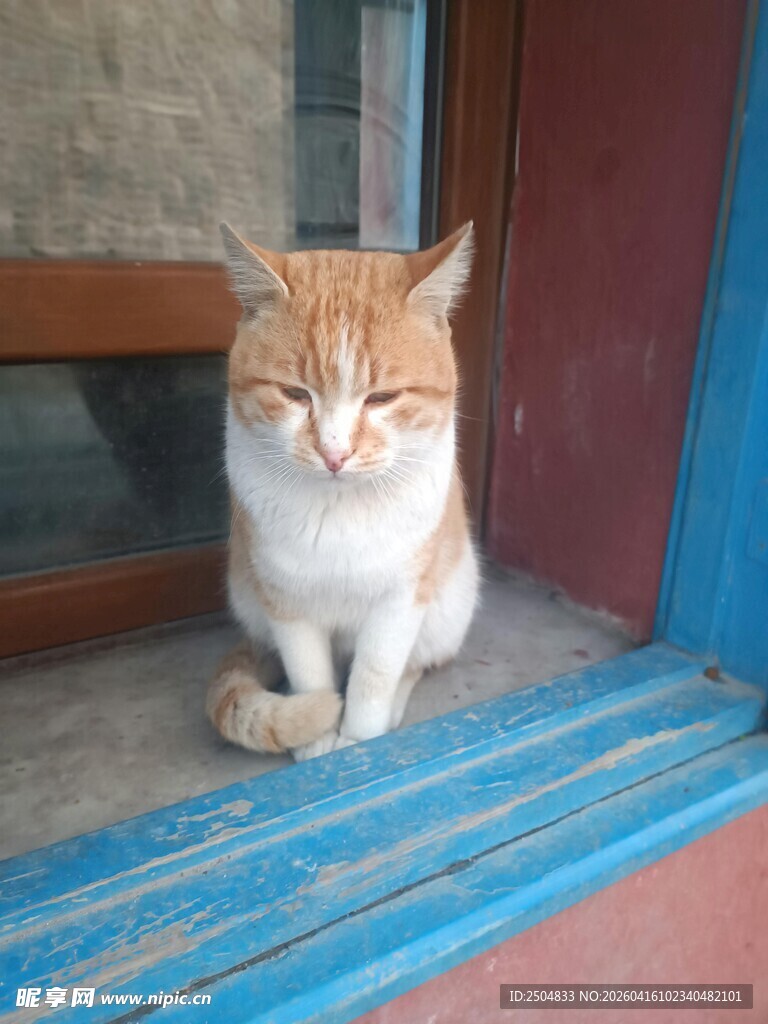 橘猫端坐于蓝阶