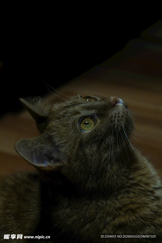 仰头的斑纹猫咪