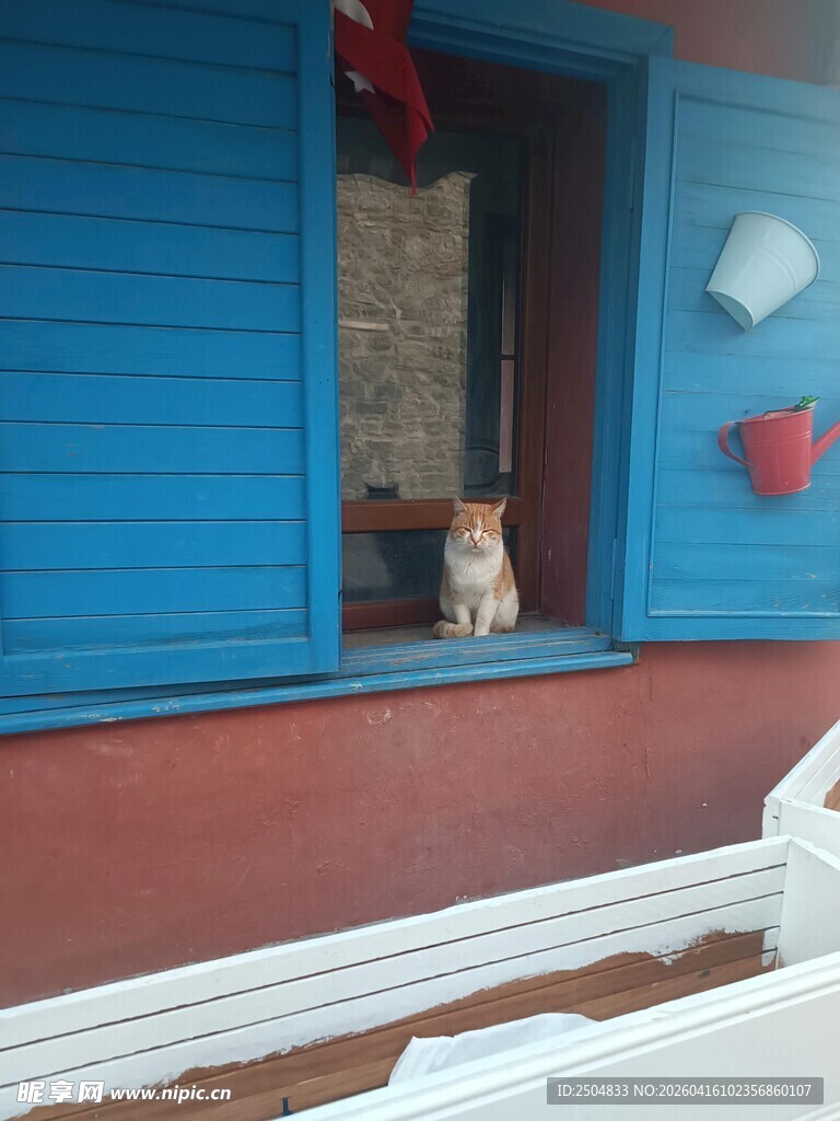 蓝窗台上的猫咪