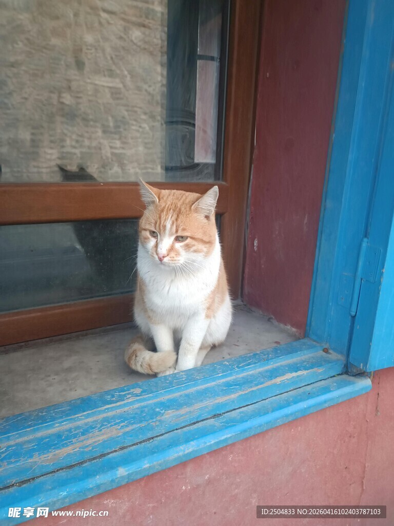 门口蹲坐的可爱猫咪