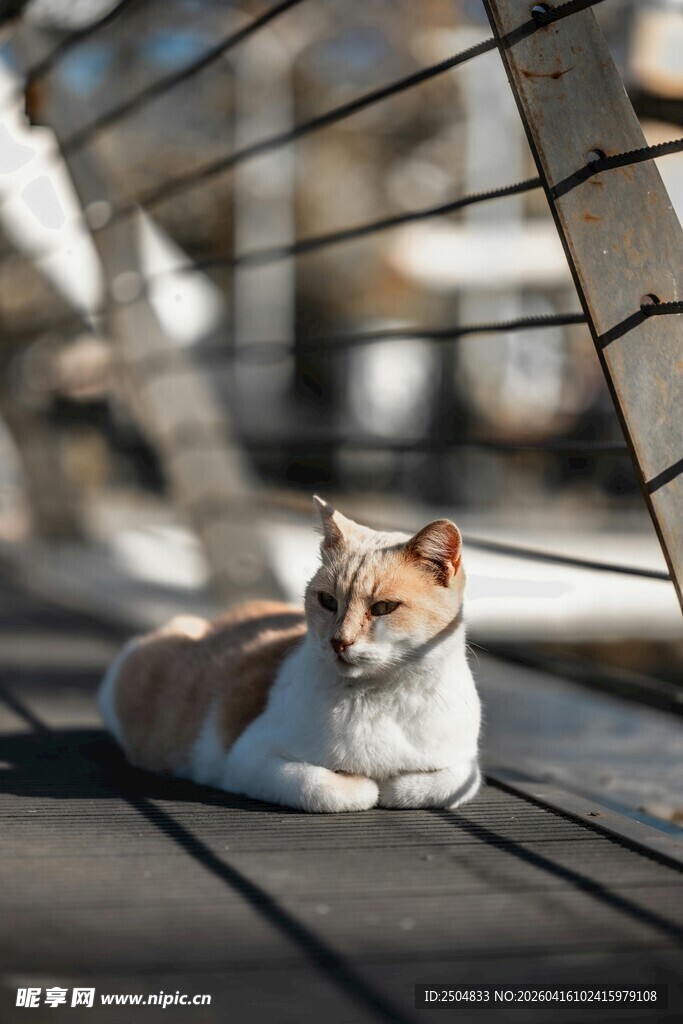 阳光下惬意躺卧的猫咪