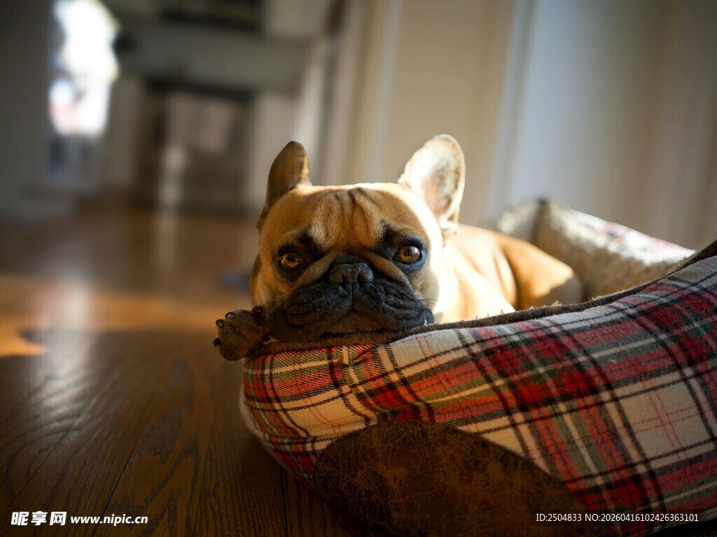 法斗惬意躺卧格子宠物窝