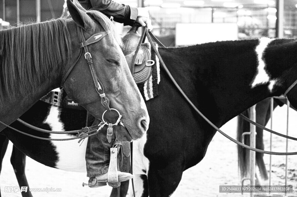 人与骏马的亲密瞬间