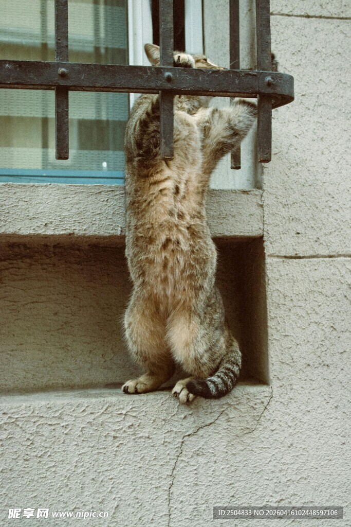 猫咪扒窗好奇张望