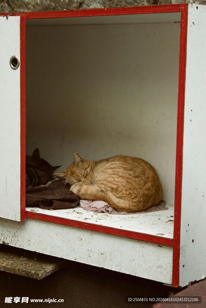 蜷缩在柜子里的猫咪