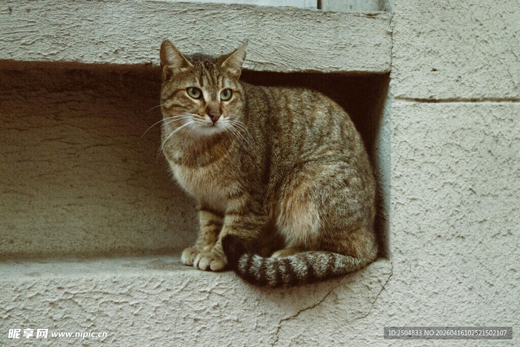 壁洞中的斑纹猫咪
