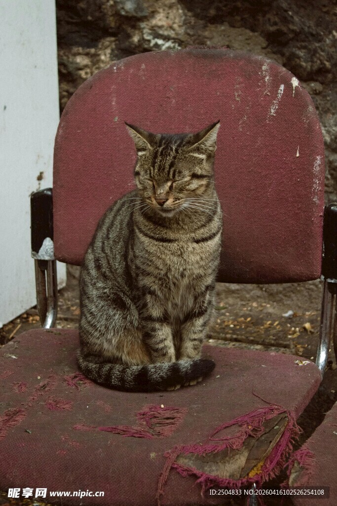 椅子上的斑纹猫咪