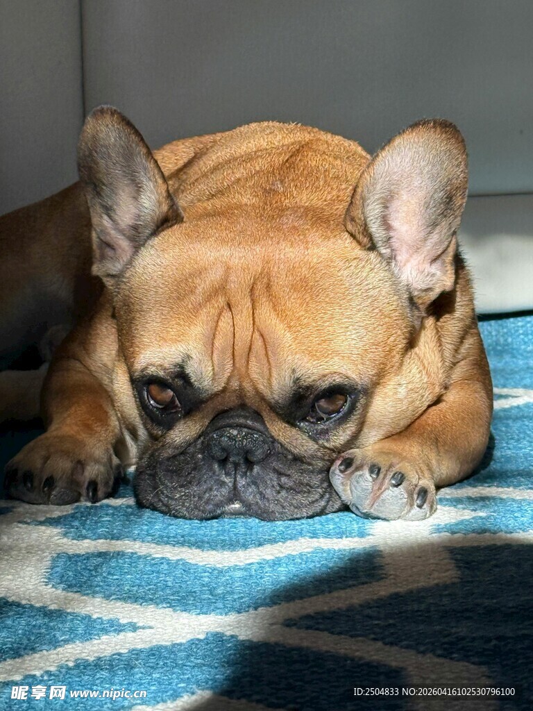 趴着的法国斗牛犬