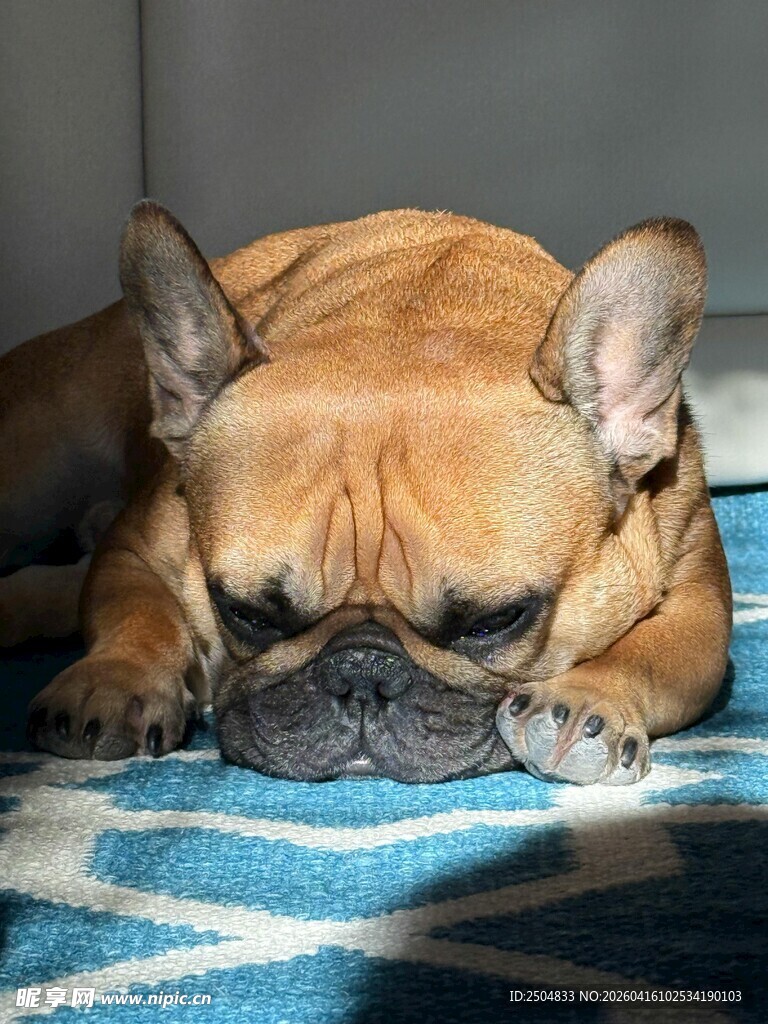 酣睡的法国斗牛犬