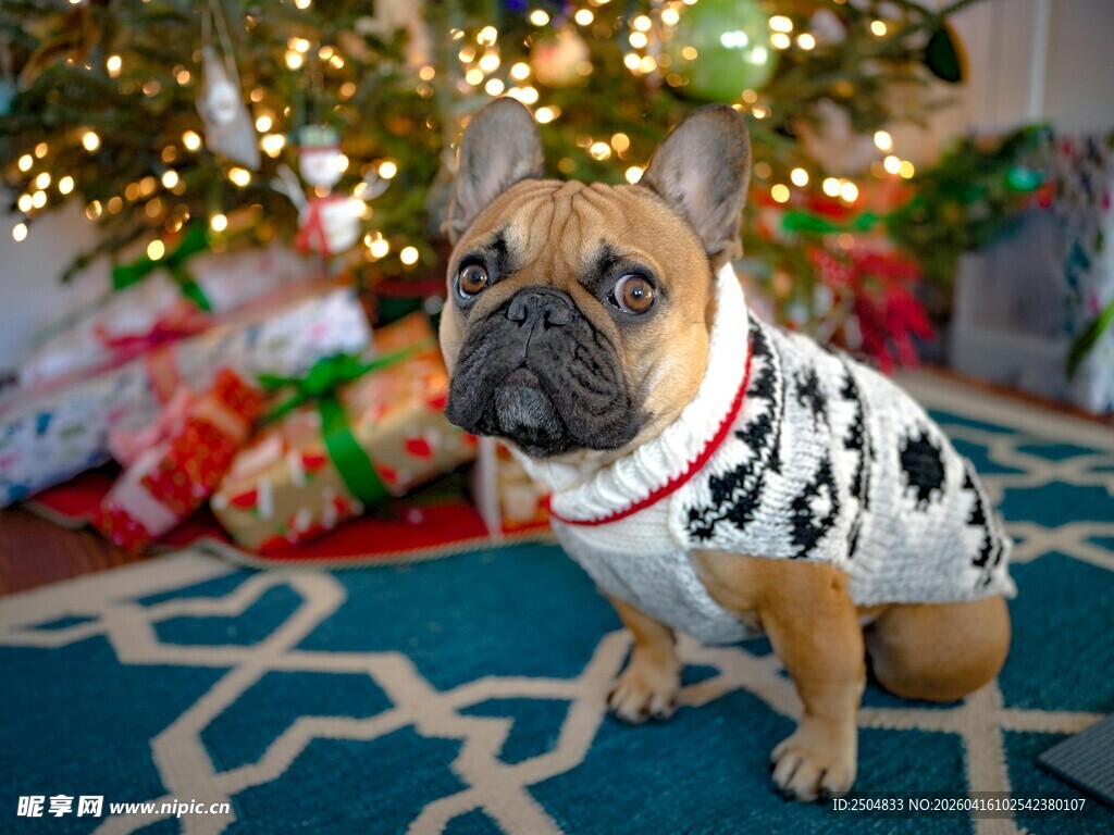圣诞装扮的法斗犬