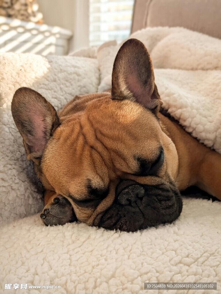 酣睡的法国斗牛犬