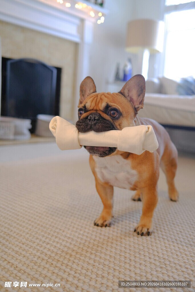 法斗叼着骨头玩耍