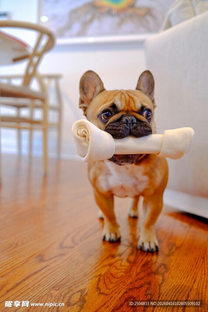 法斗叼物站立展示萌态