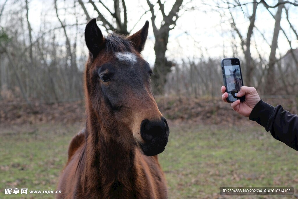 手持手机拍骏马